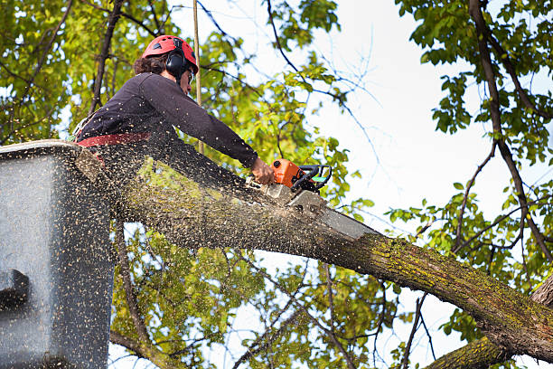 How Our Tree Care Process Works  in  Oak Point, TX